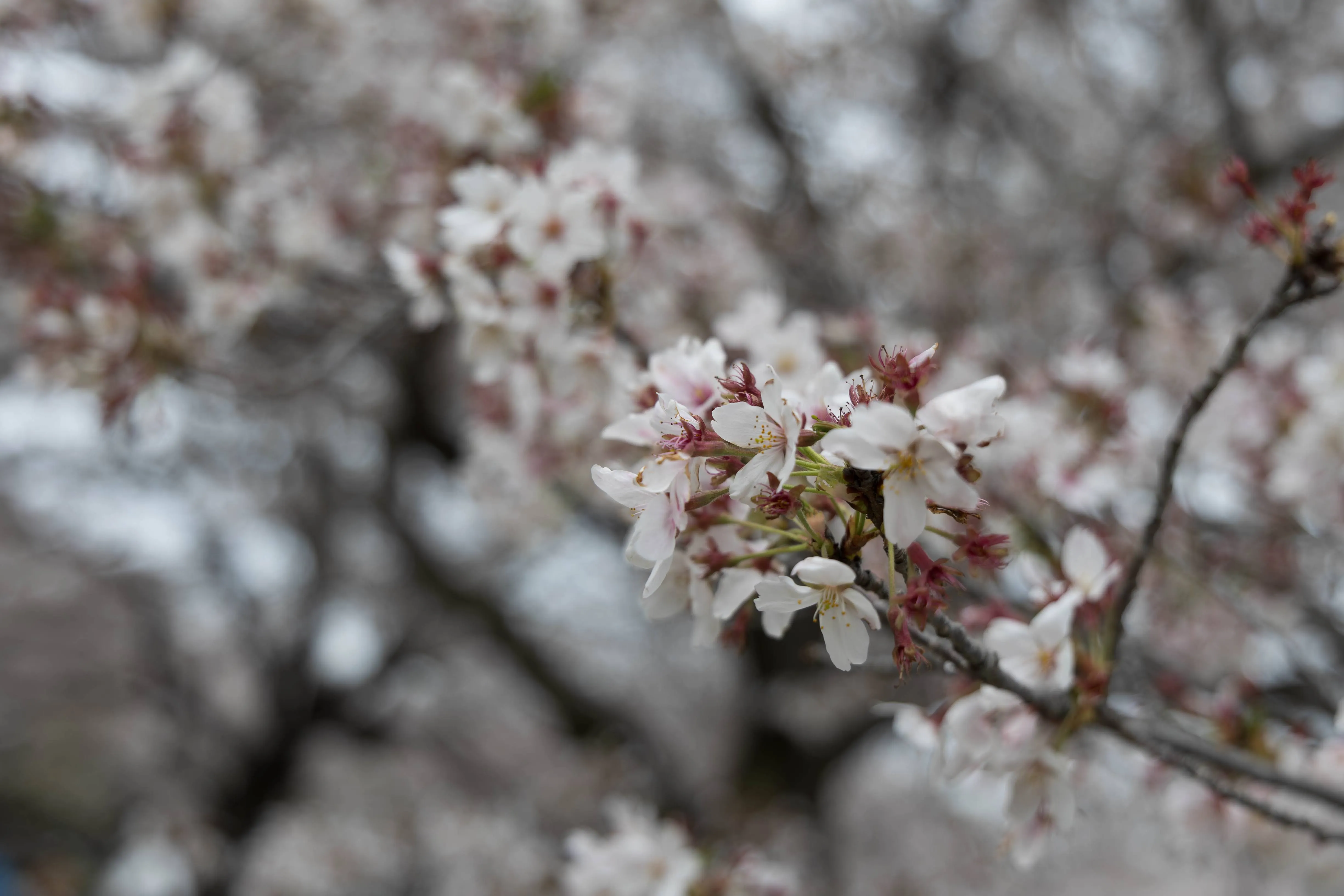 2026年4月 春の花、春の色