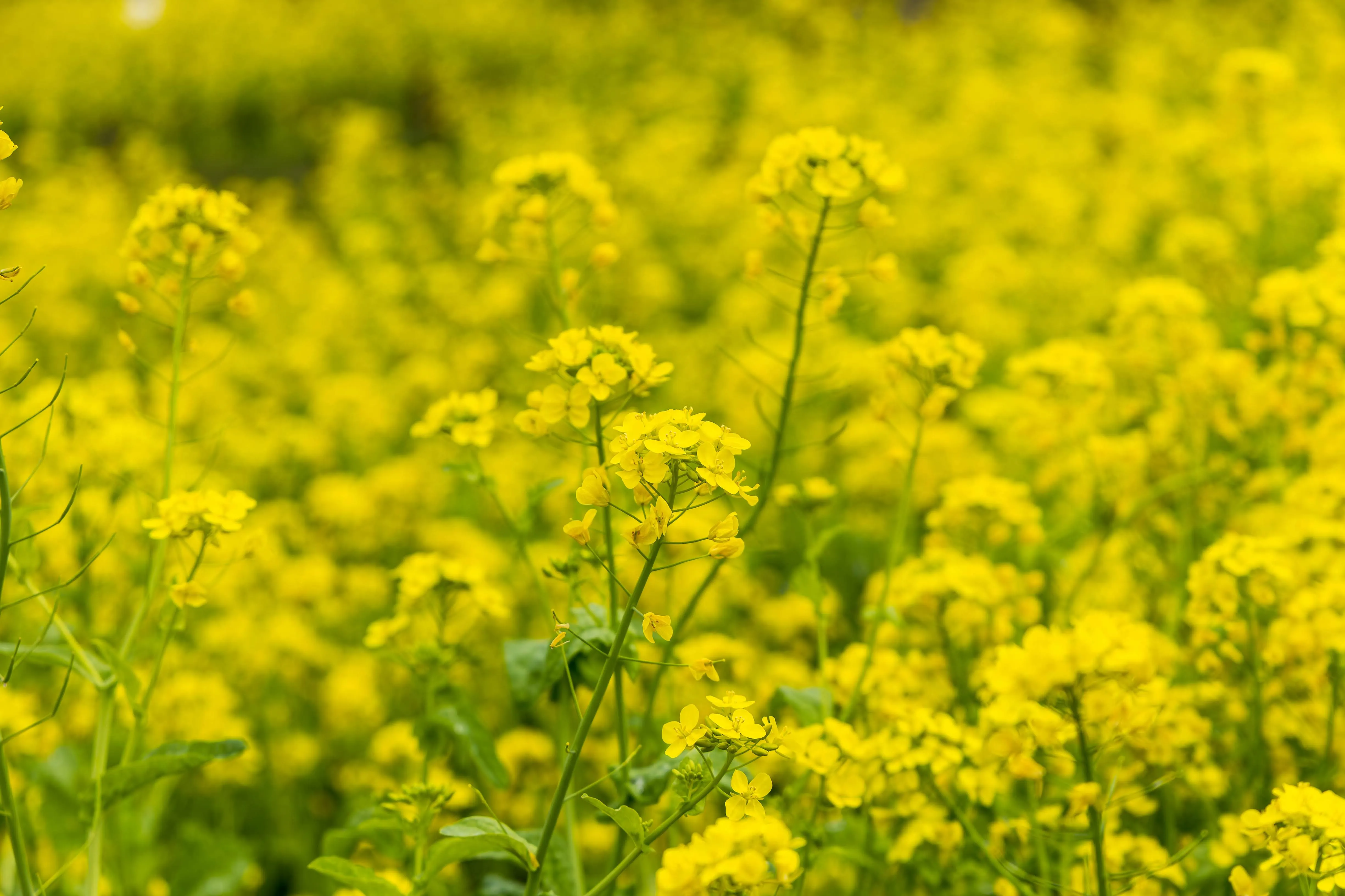一面の菜の花
